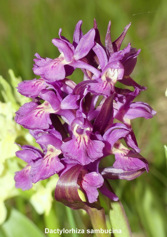 Prime fioriture di orchidee sui Monti della Laga  giugno 2021.